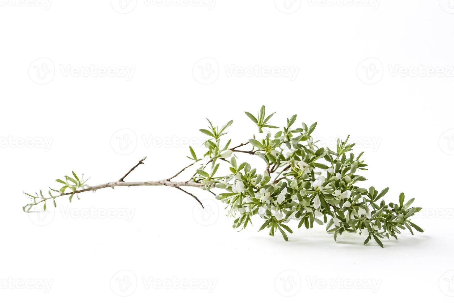 Close-up of a Green Branch with White Flowers on a White Background photo