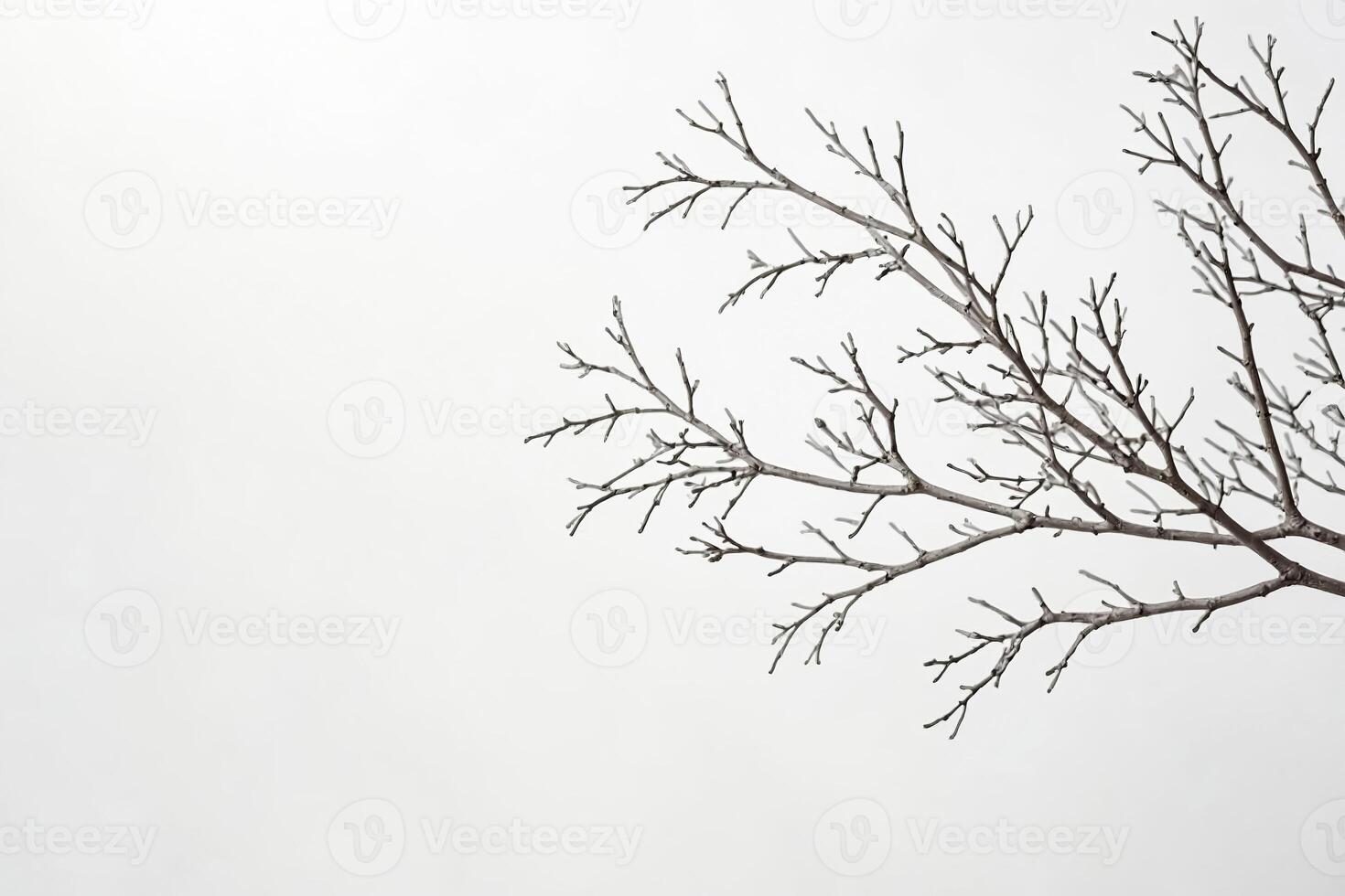 Bare Tree Branch Against White Sky photo