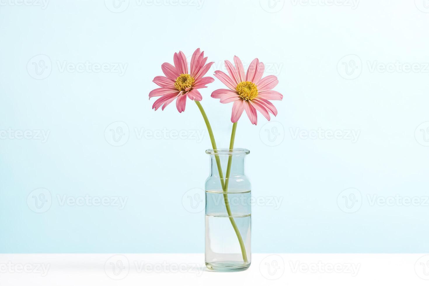 Two Pink Flowers in a Clear Glass Vase Against a Blue Background photo