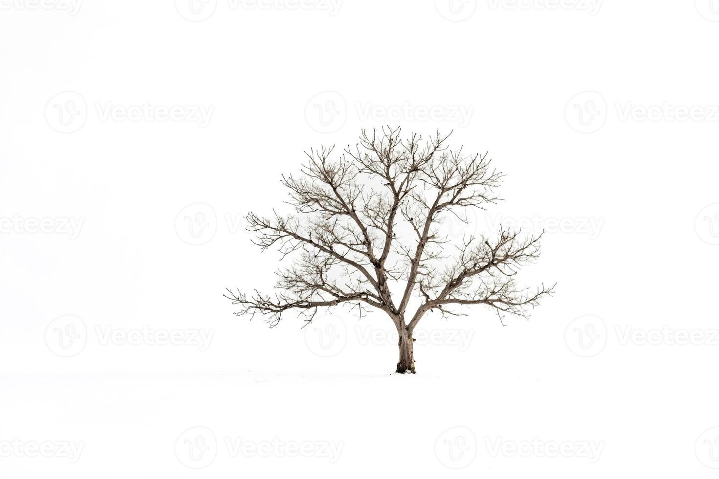 Bare Tree in a Snowy Field photo