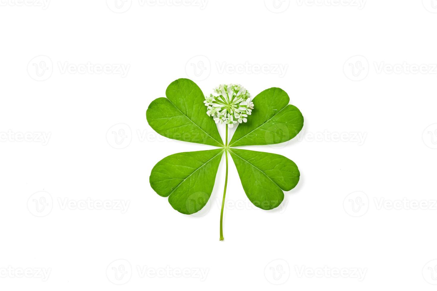 Green Four Leaf Clover With White Flower photo