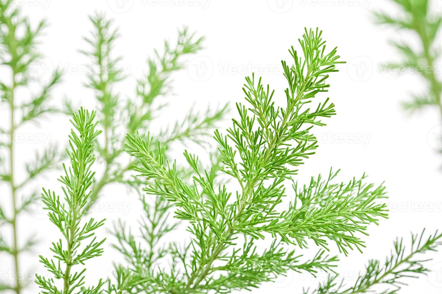 Close Up of Green Foliage on White Background photo