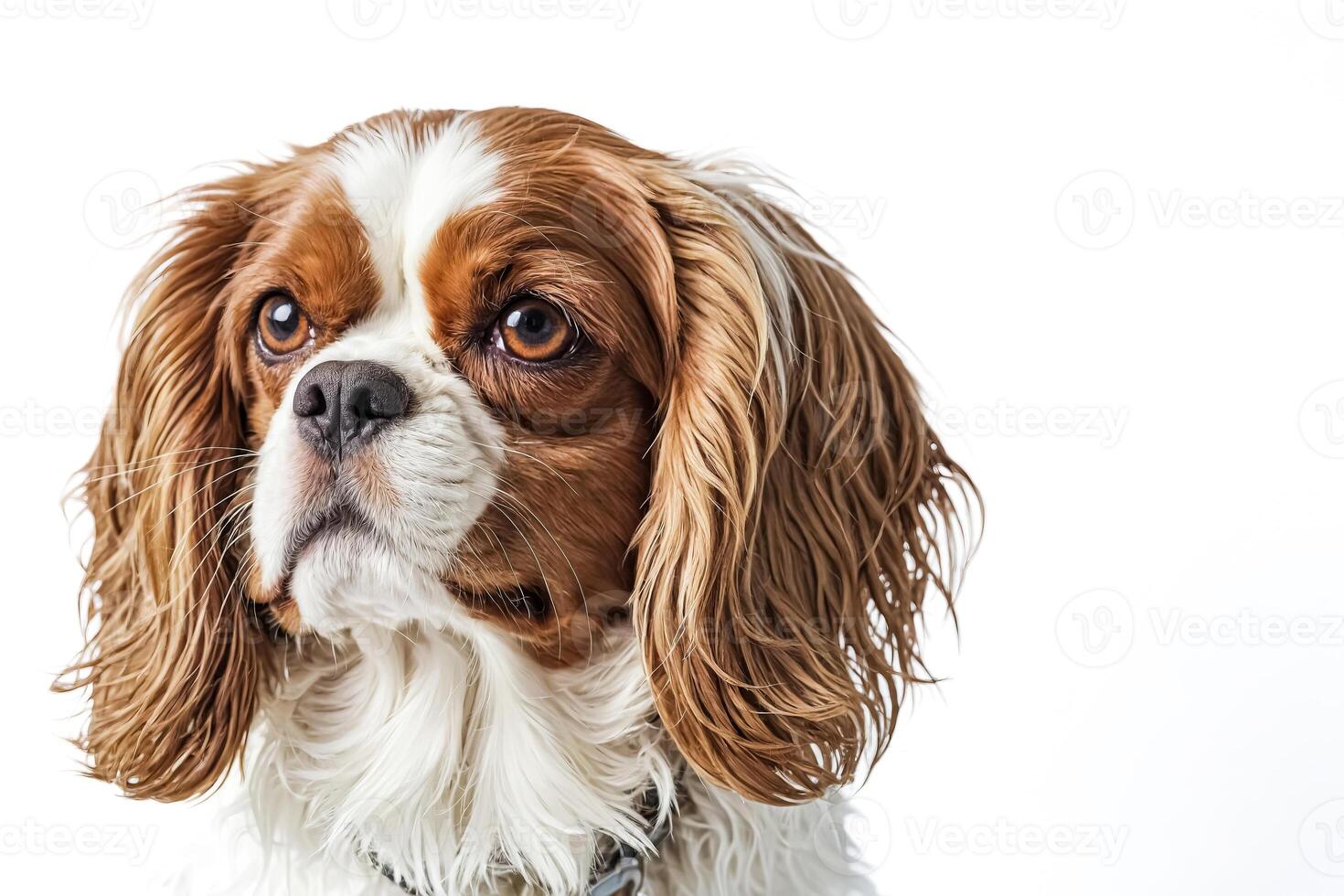 Close-up of a Cavalier King Charles Spaniel photo