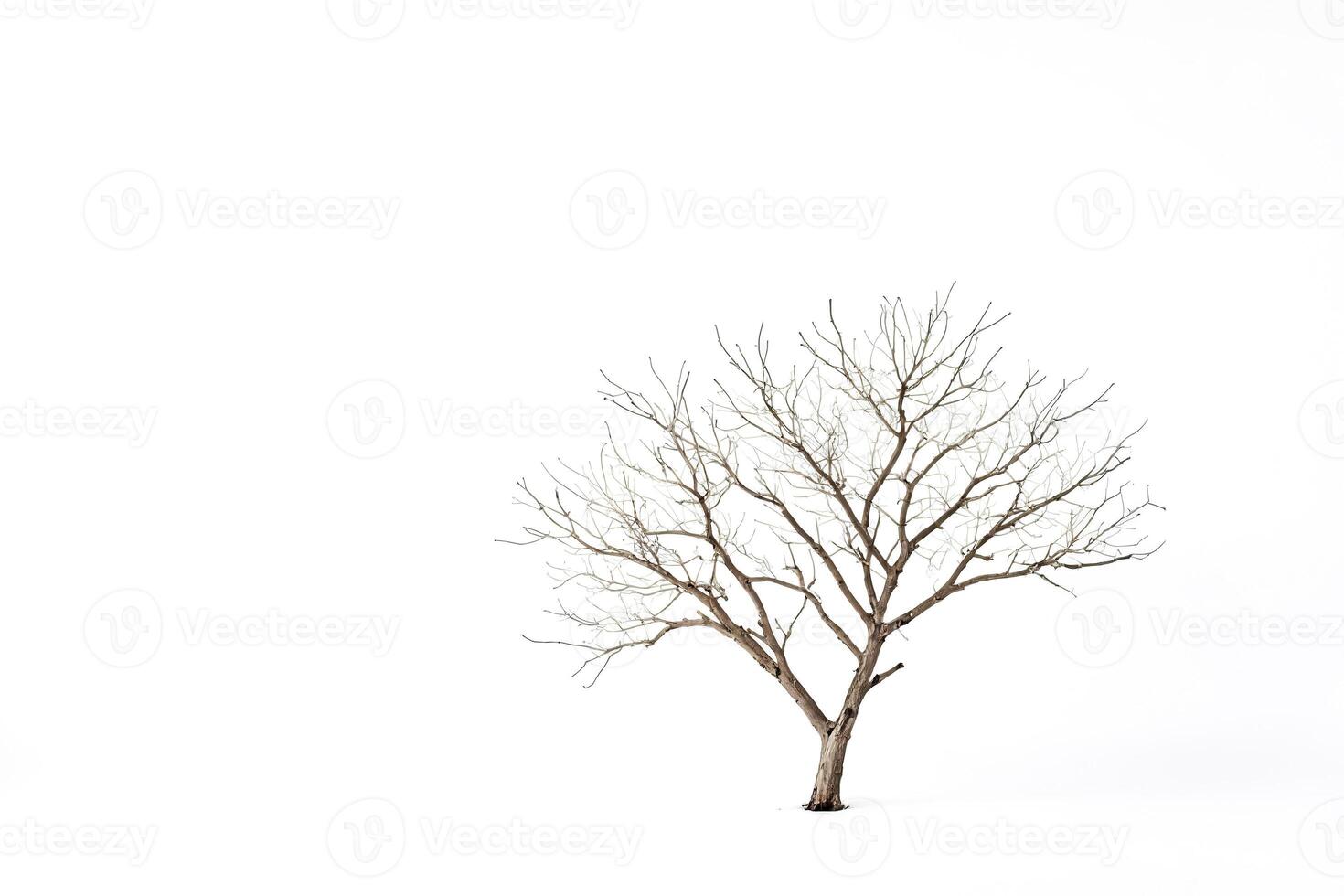 Bare Tree in a Snowy Field photo