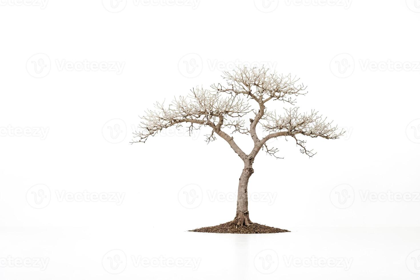 Single Bare Tree on a White Background photo