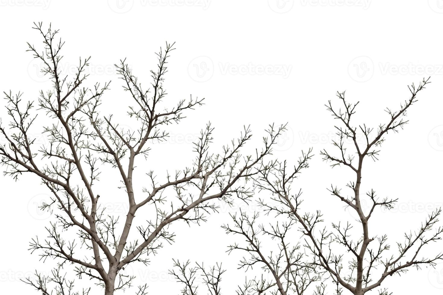 Bare Branches of a Tree against a White Background photo