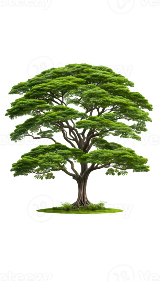Tree isolated on transparent background png