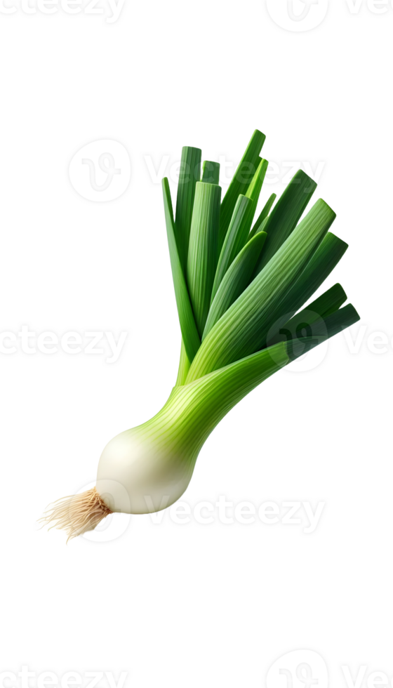 Green onion isolated on transparent background png