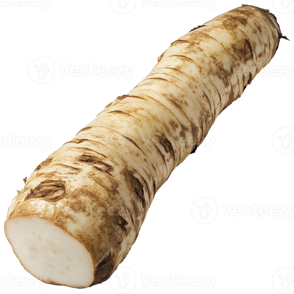 Horseradish isolated, Horseradish vegetable Clipart, Fresh Horseradish root illustration png