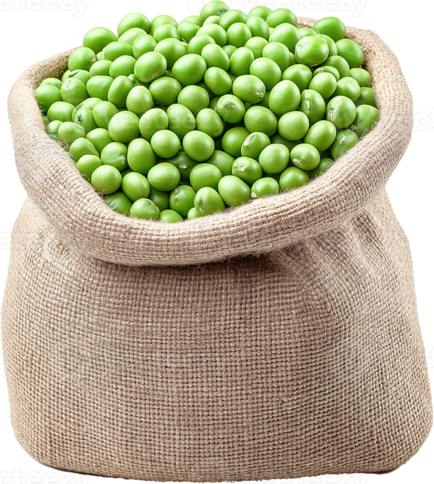 Indian Pea isolated, Lathyrus sativus Plant Clipart, peas seed beans in sack bag illustration png