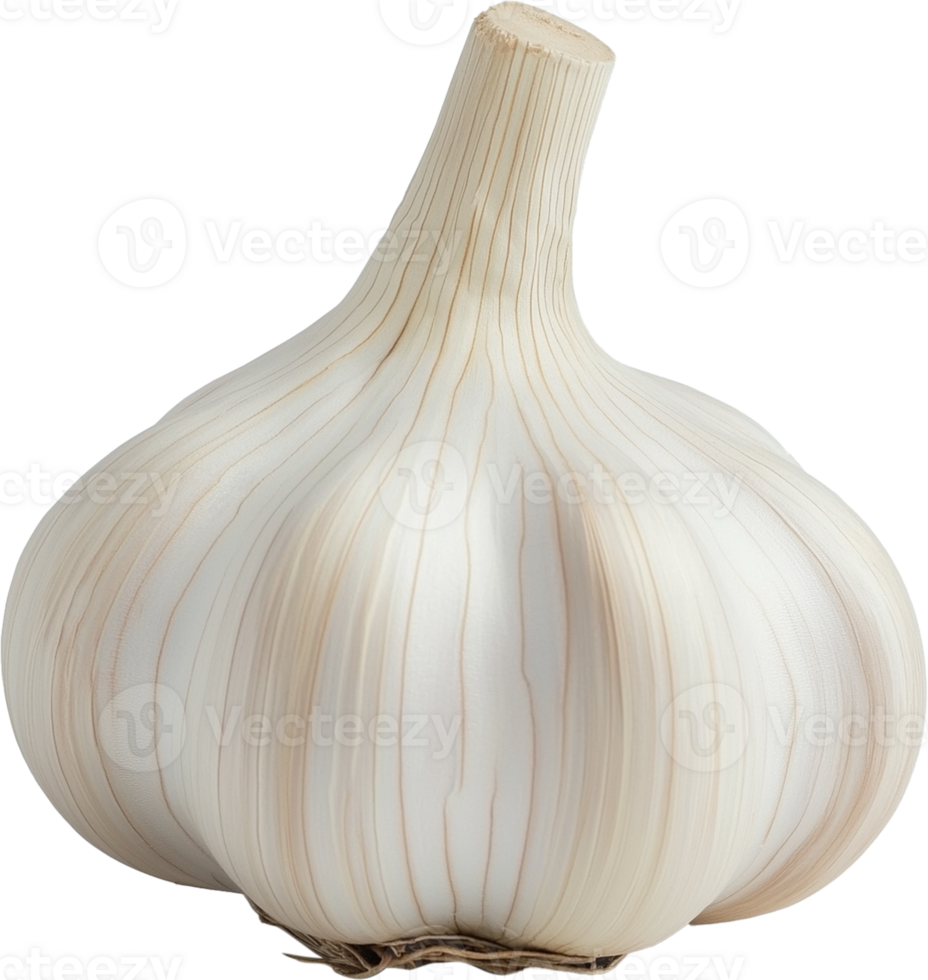 Garlic Plant isolated - A Healthy Garlic illustration png