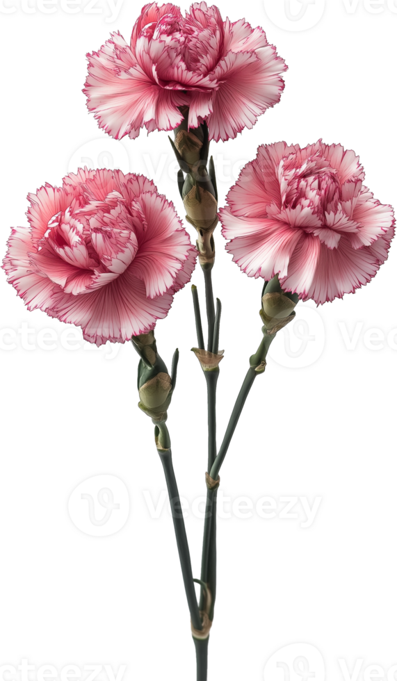 Carnation Flower isolated, Dianthus caryophyllus Clipart, Carnation Floral illustration png