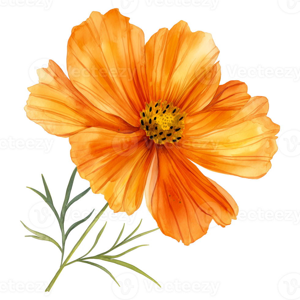 Orange cosmos flower in watercolor style isolated on transparent background png