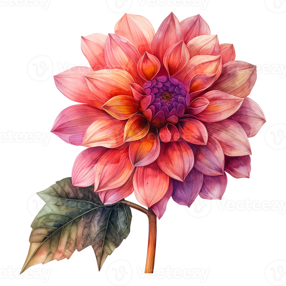 watercolor painting of dahlia flower isolated on transparent background. png