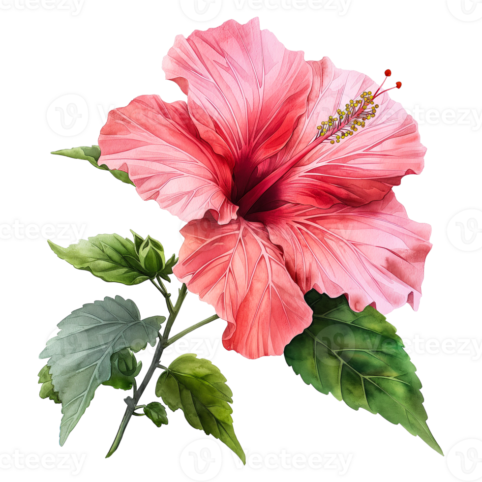 Beautiful watercolor hibiscus flower isolated on transparent background. png