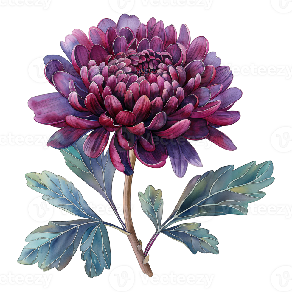 watercolor painting of chrysanthemum isolated on transparent background. png