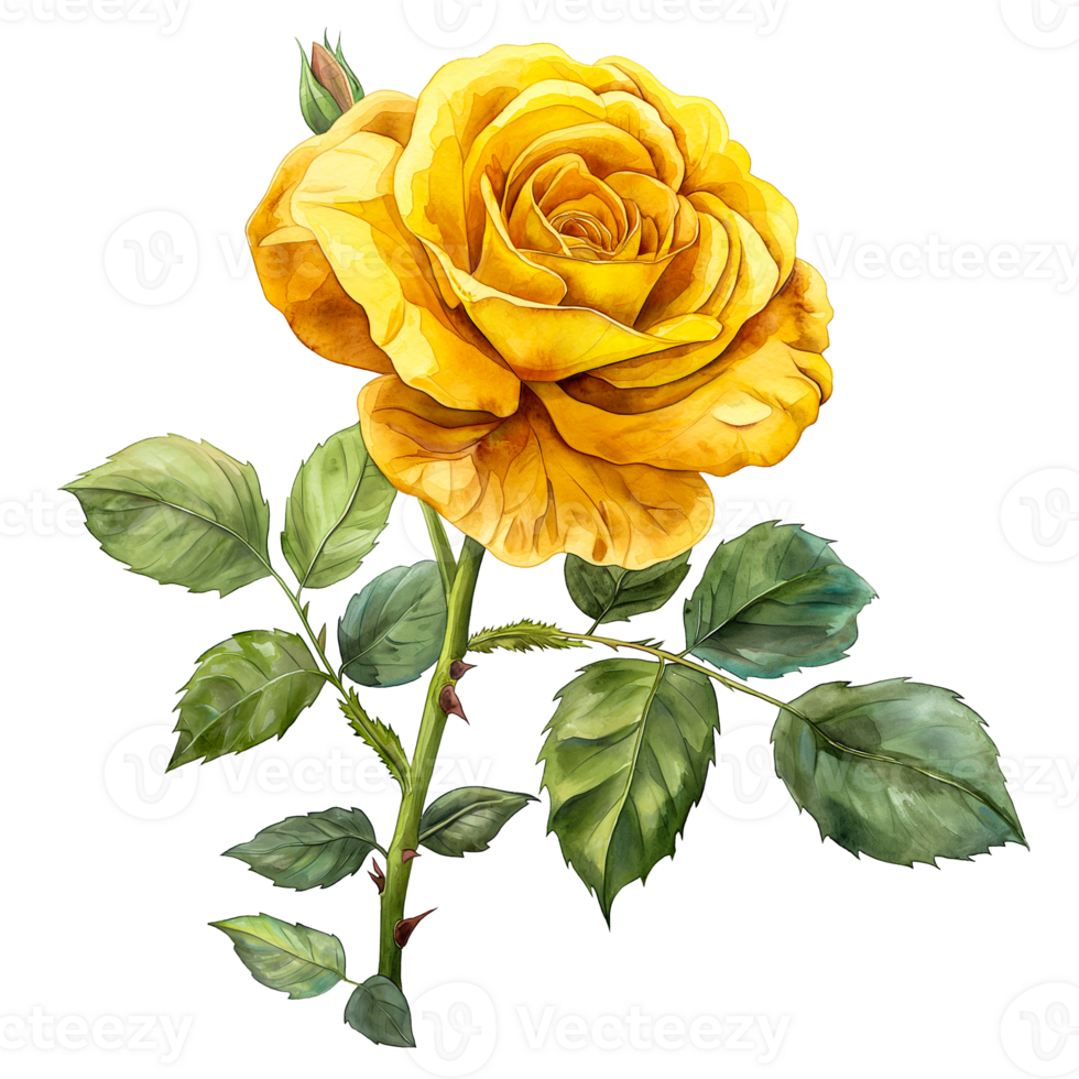 Yellow rose flower watercolor painting isolated on transparent background. png