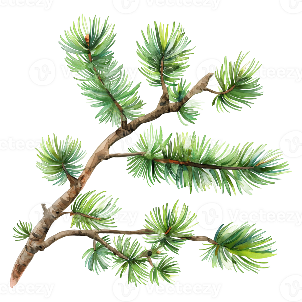 pine tree branch watercolor style isolated on transparent background png
