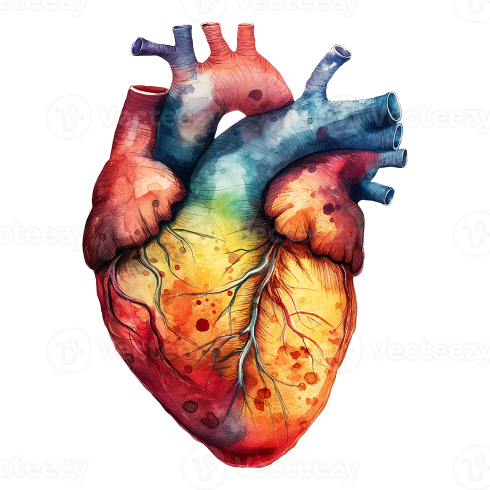 Human heart illustration isolated on transparent background. png