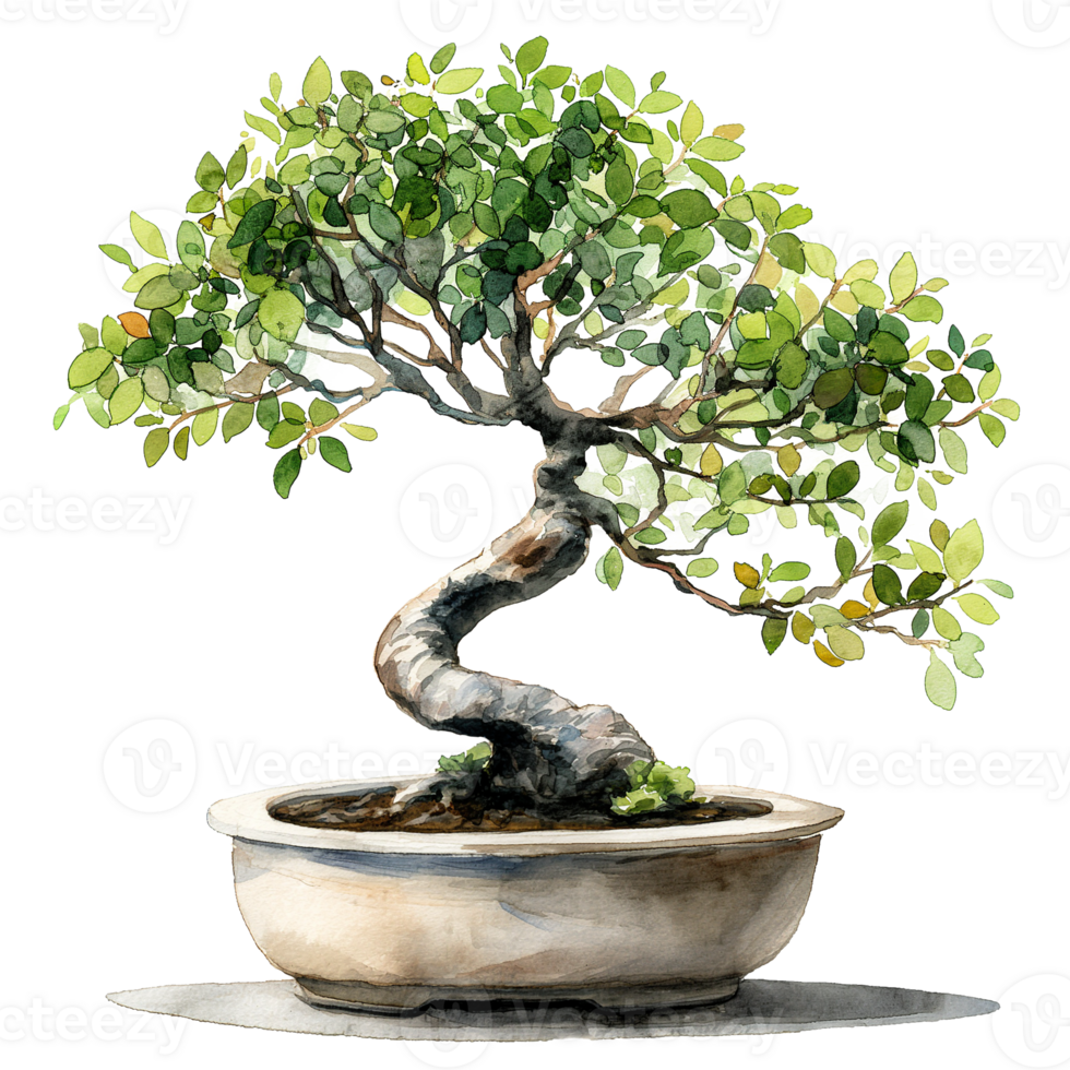 Bonsai tree on pot in watercolor painting isolated on transparent background. png