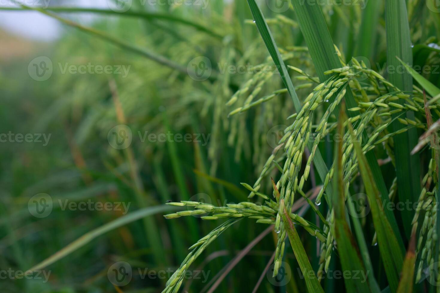 Young paddy still yellow green photo