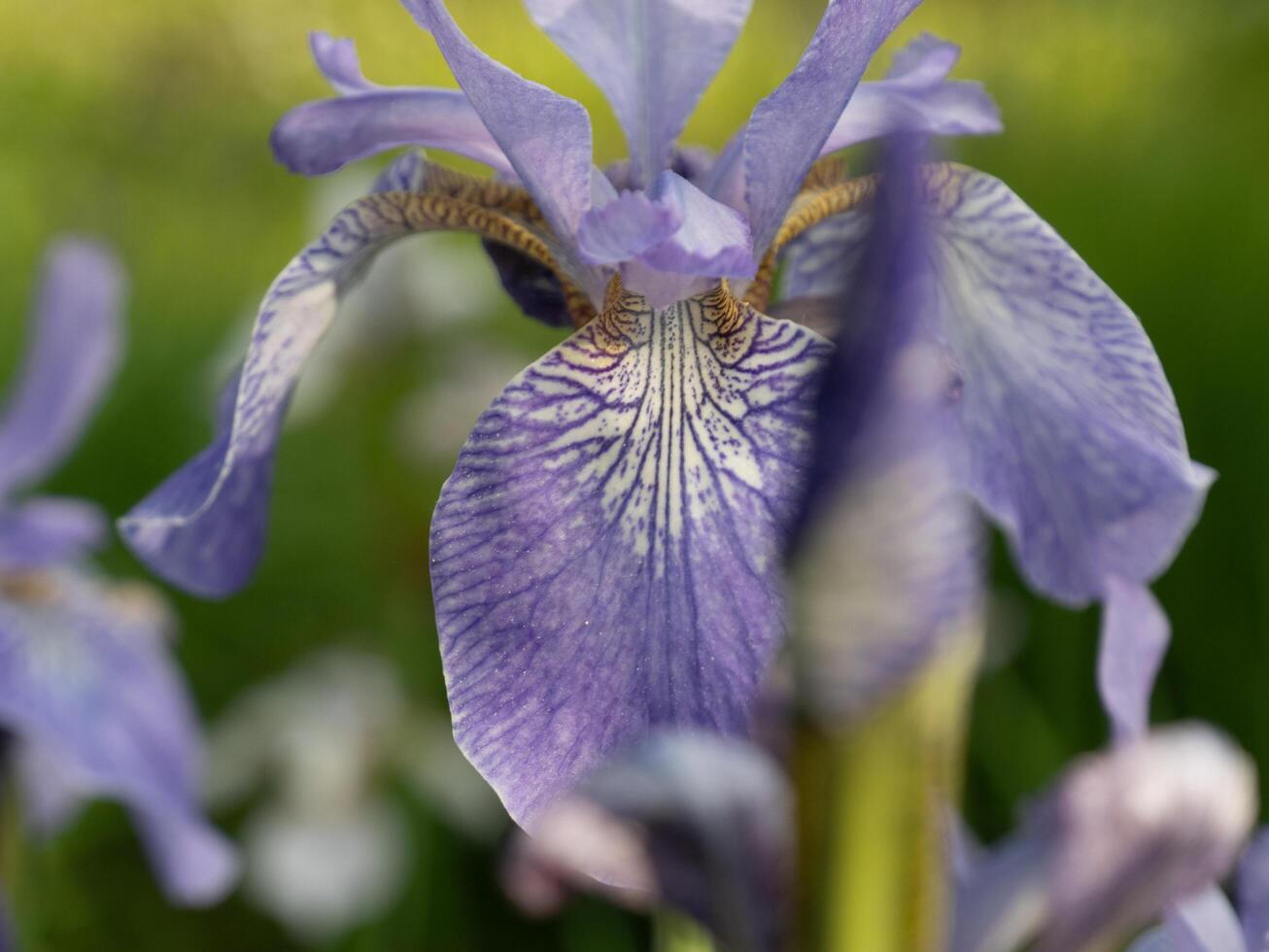 a close up of an iris flower photo