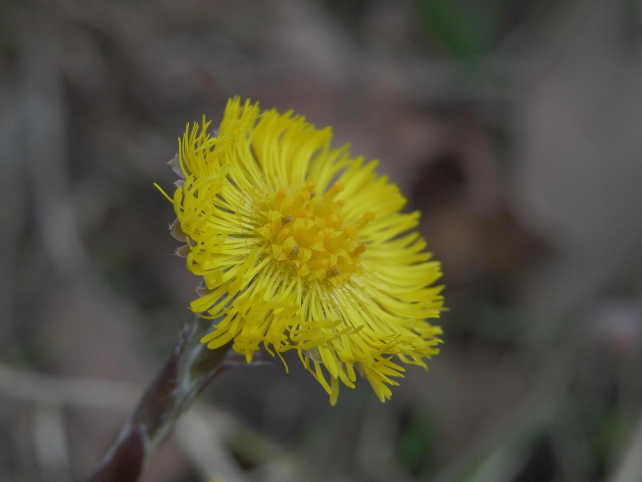 a yellow flower with a green stem in the grass photo