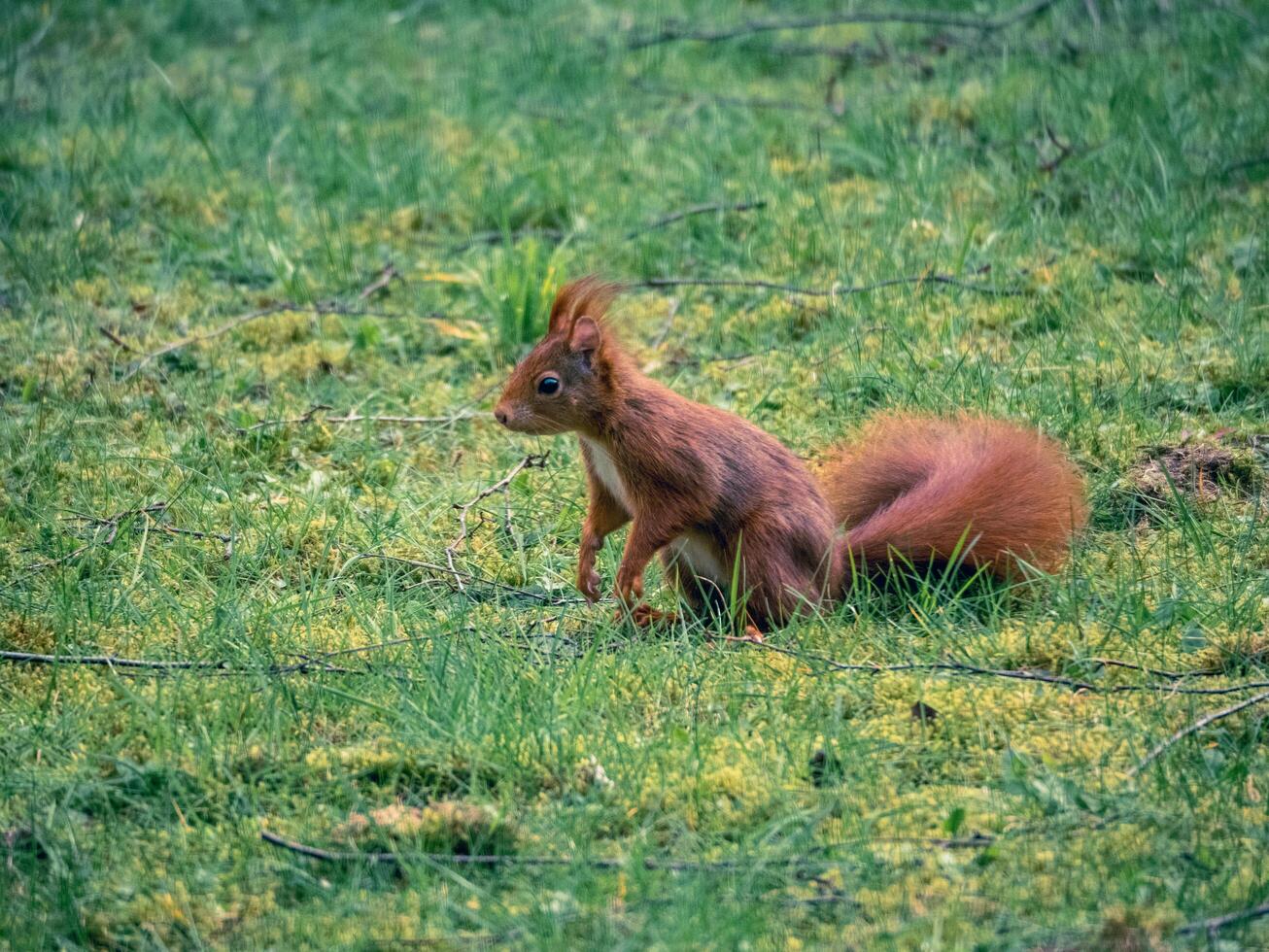 a red squirrel in the grass photo