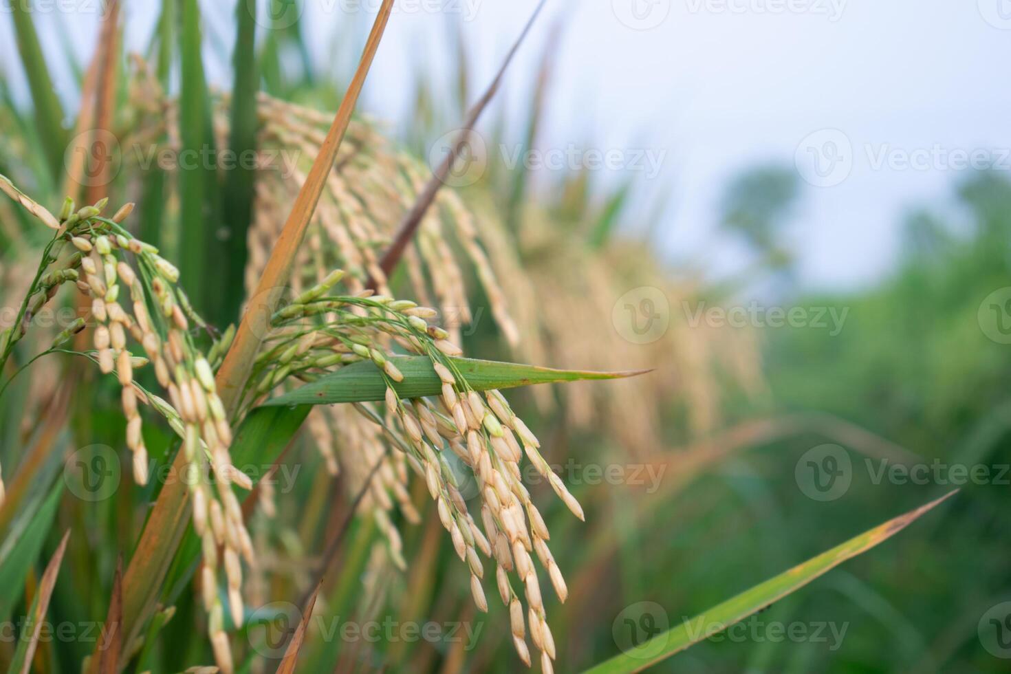 rice paddy ready to harvested hase light brown color. Close up old rice paddy photo