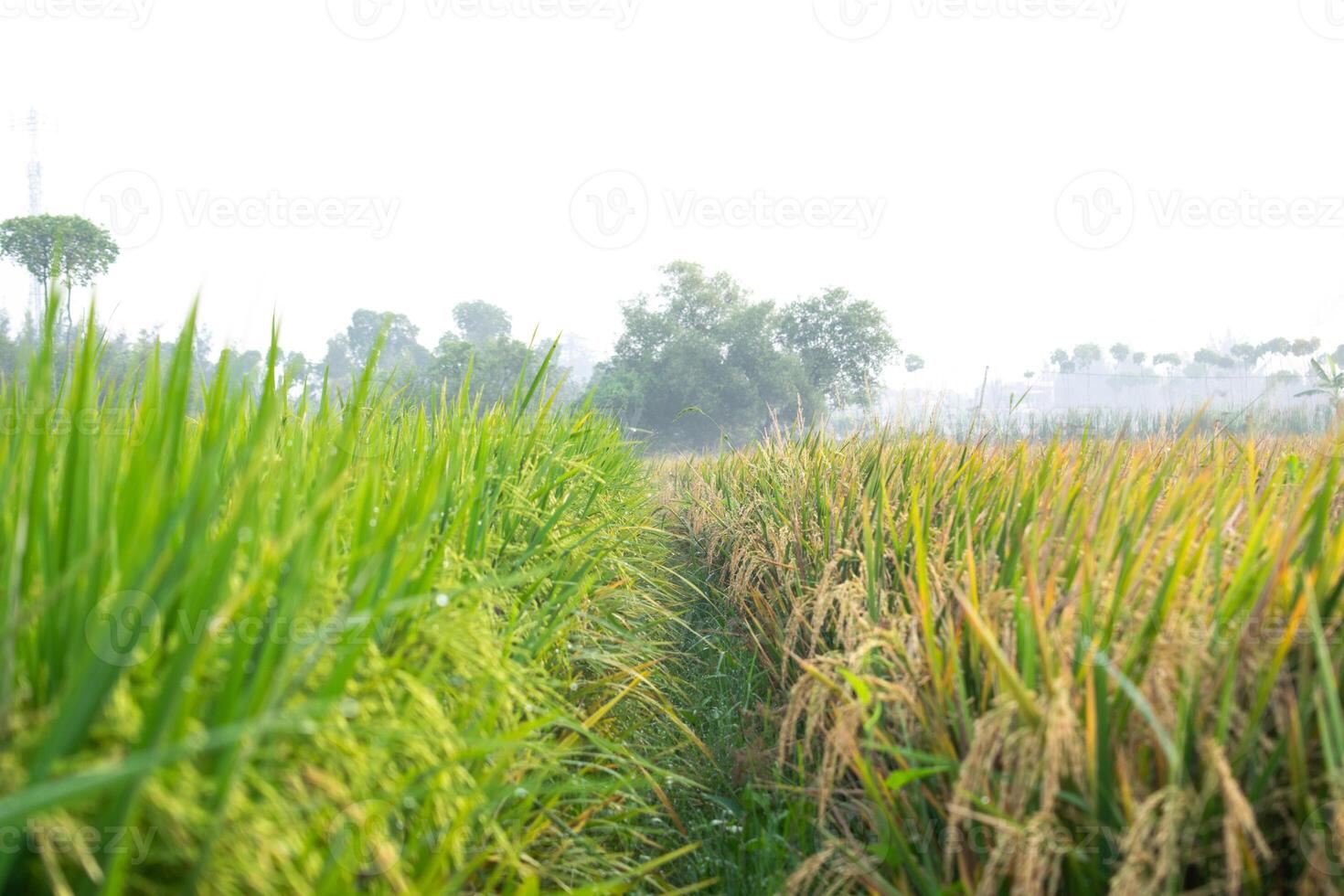 symmetrical view young paddy and old paddy with footpath in the center photo