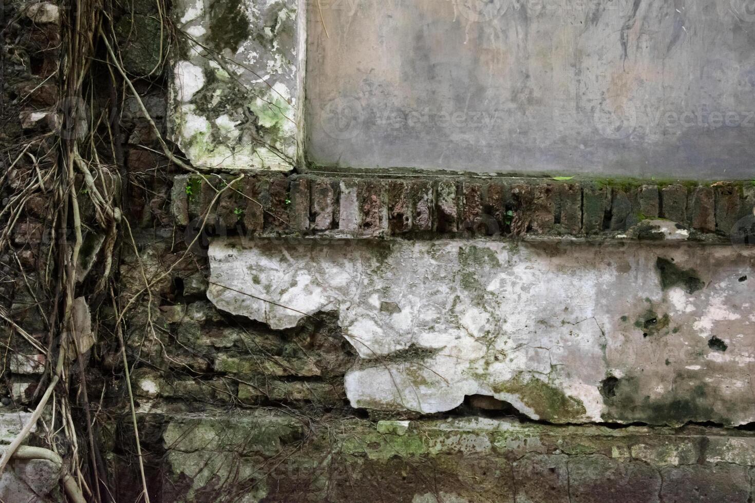 old tree roots grow on old wall of bricks photo