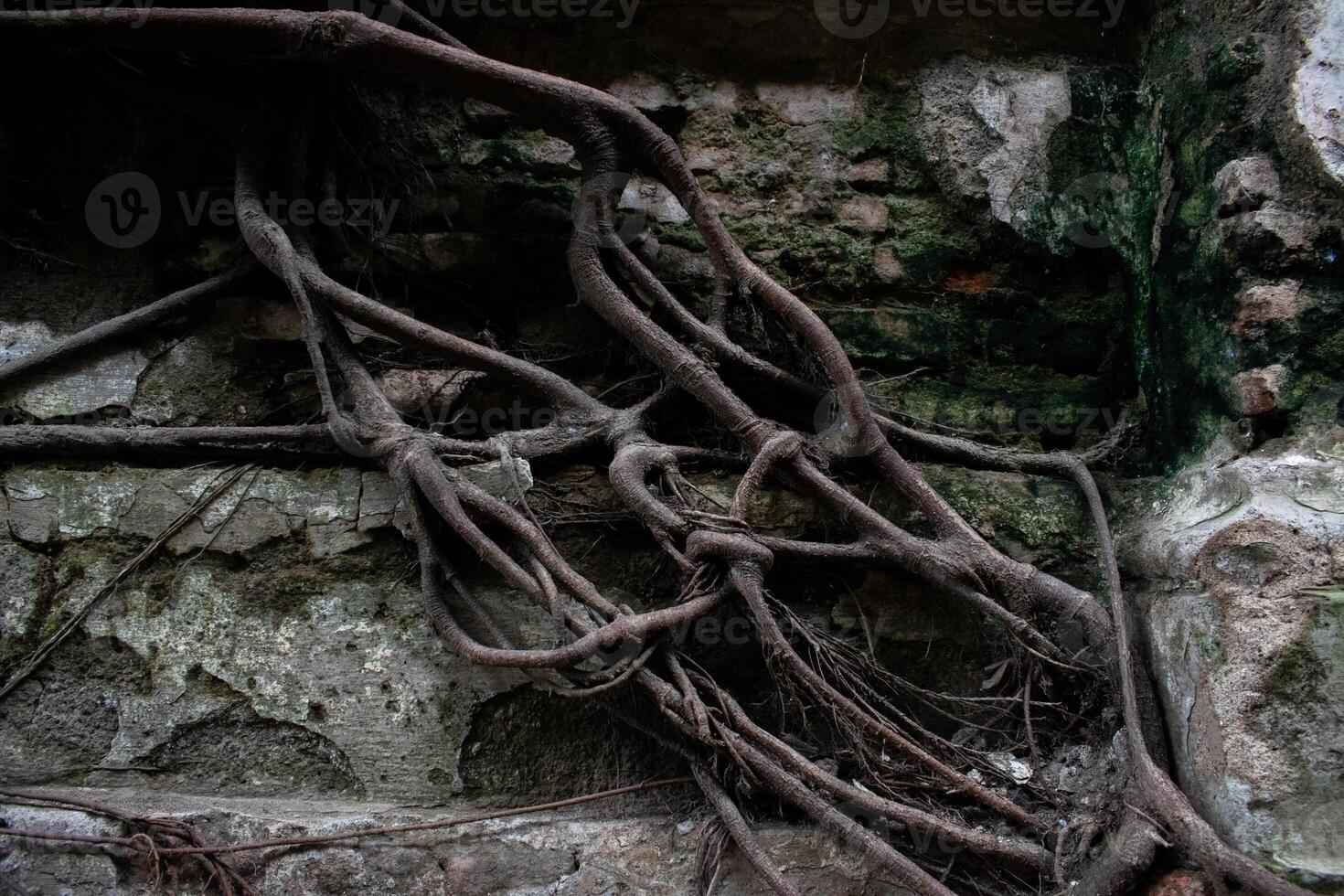 Big roots overgrow and cover on old brick wall. Dark creepy and scary scene. photo