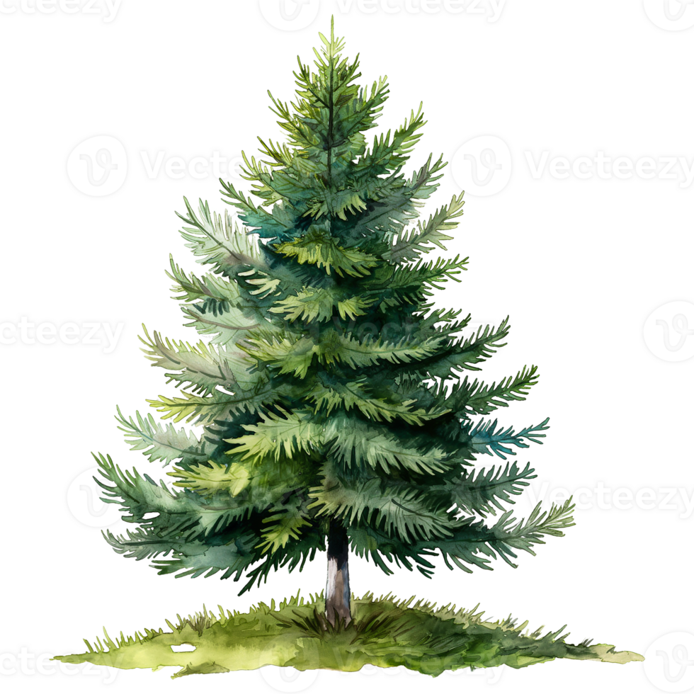 pine tree in watercolor style isolated on transparent background png