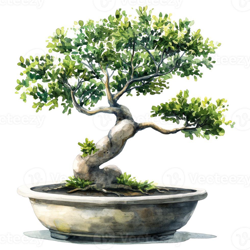 Bonsai tree on pot in watercolor painting isolated on transparent background. png