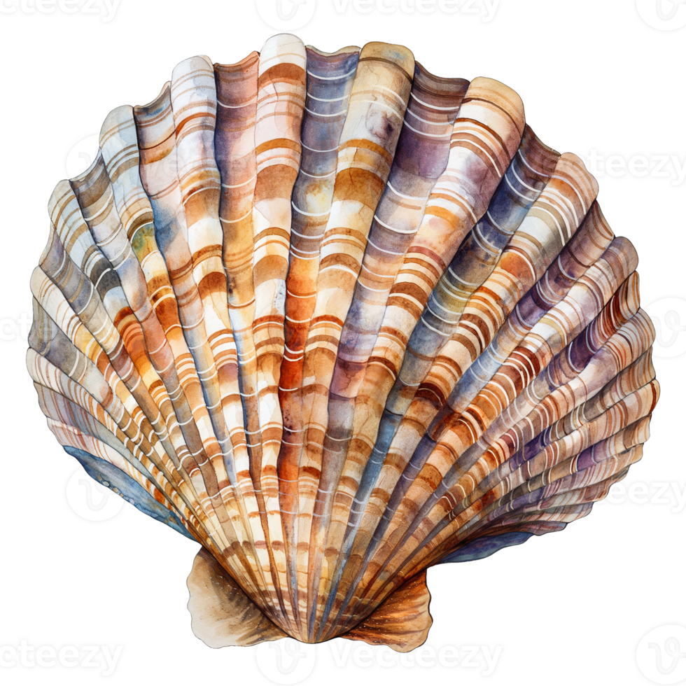 Seashell watercolor illustration isolated on transparent background. png