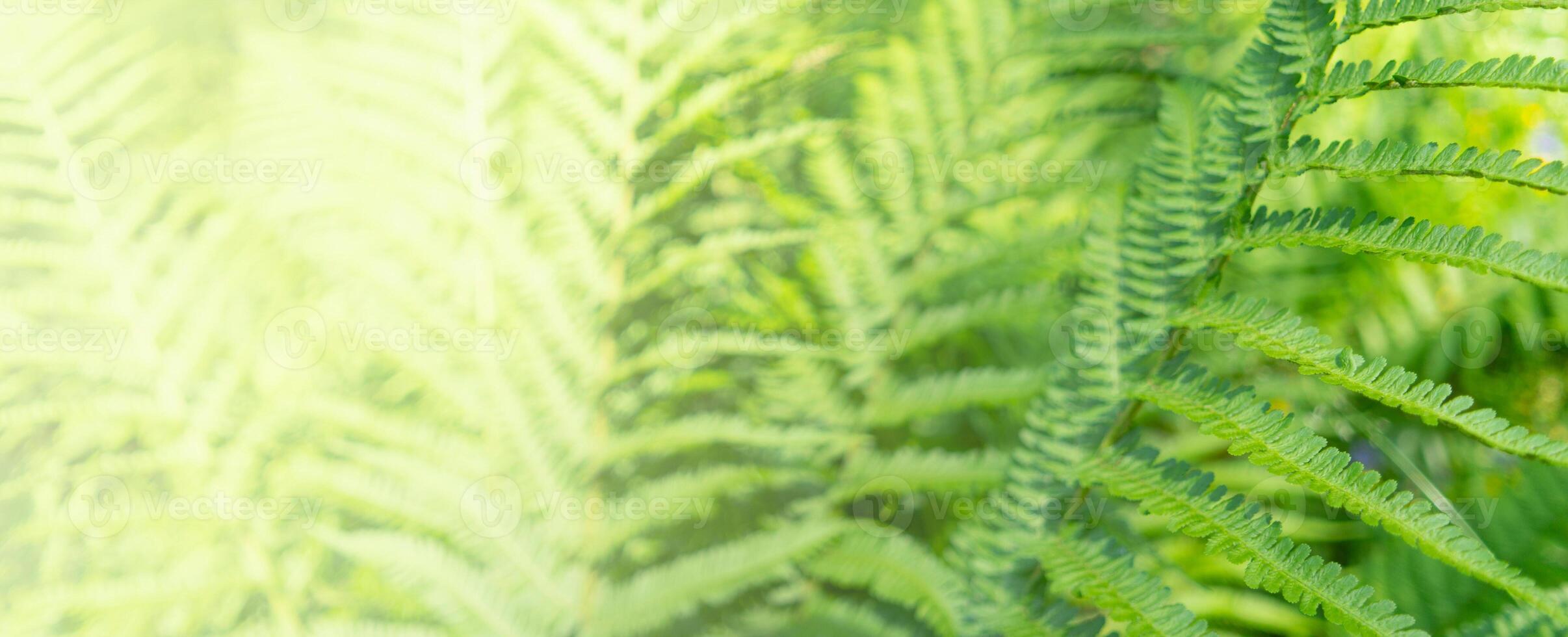 Fern leaves lit by sunlight. Green background. photo