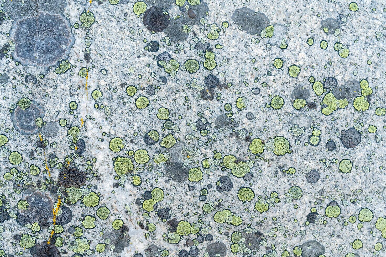 Green and gray mold on the surface of the stone. The texture of the rock. photo