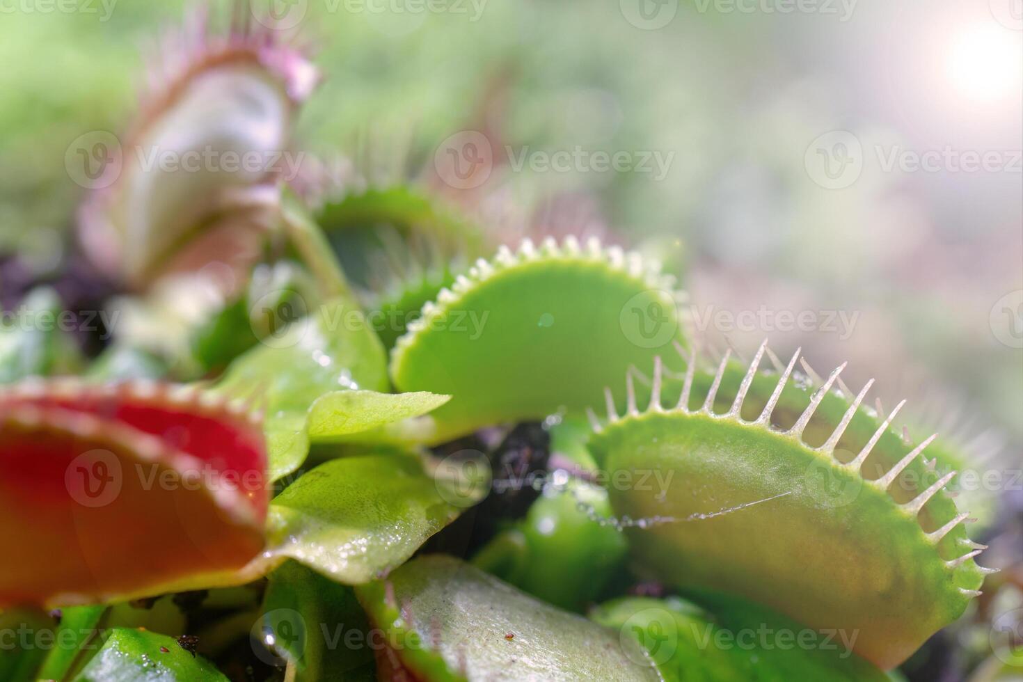 carnivorous predatory plant Venus flytrap - Dionaea muscipula. photo