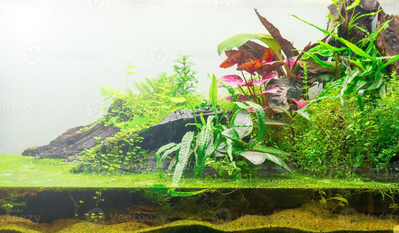 Green world of the terrarium. Natural background Natural habitat. Home hobby. photo