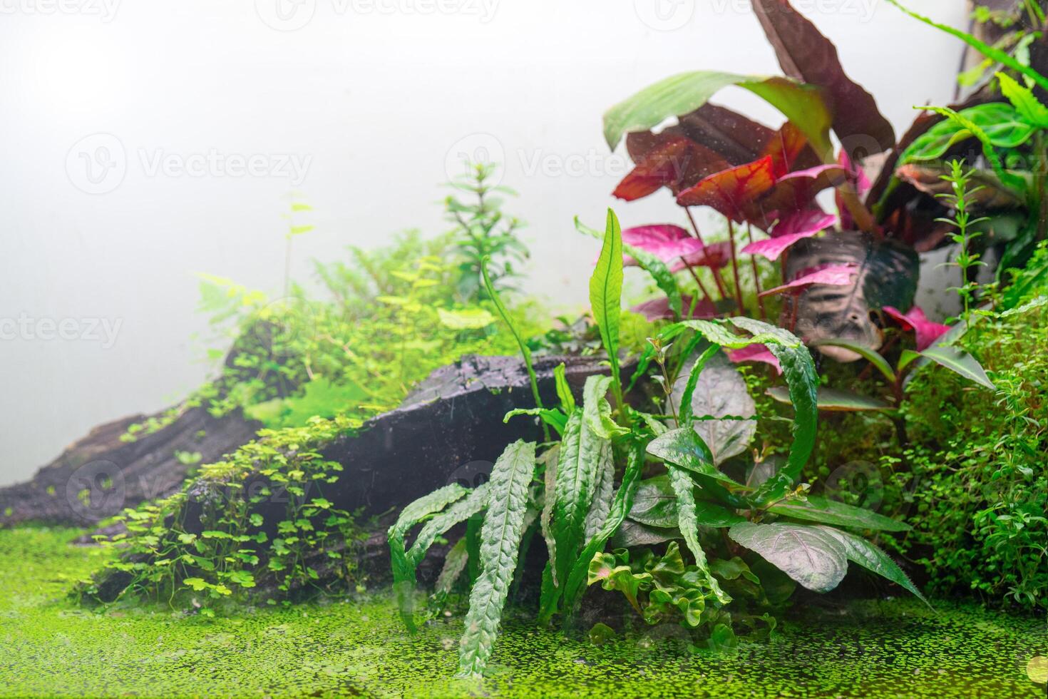 Green world of the terrarium. Natural background Natural habitat. Home hobby. photo