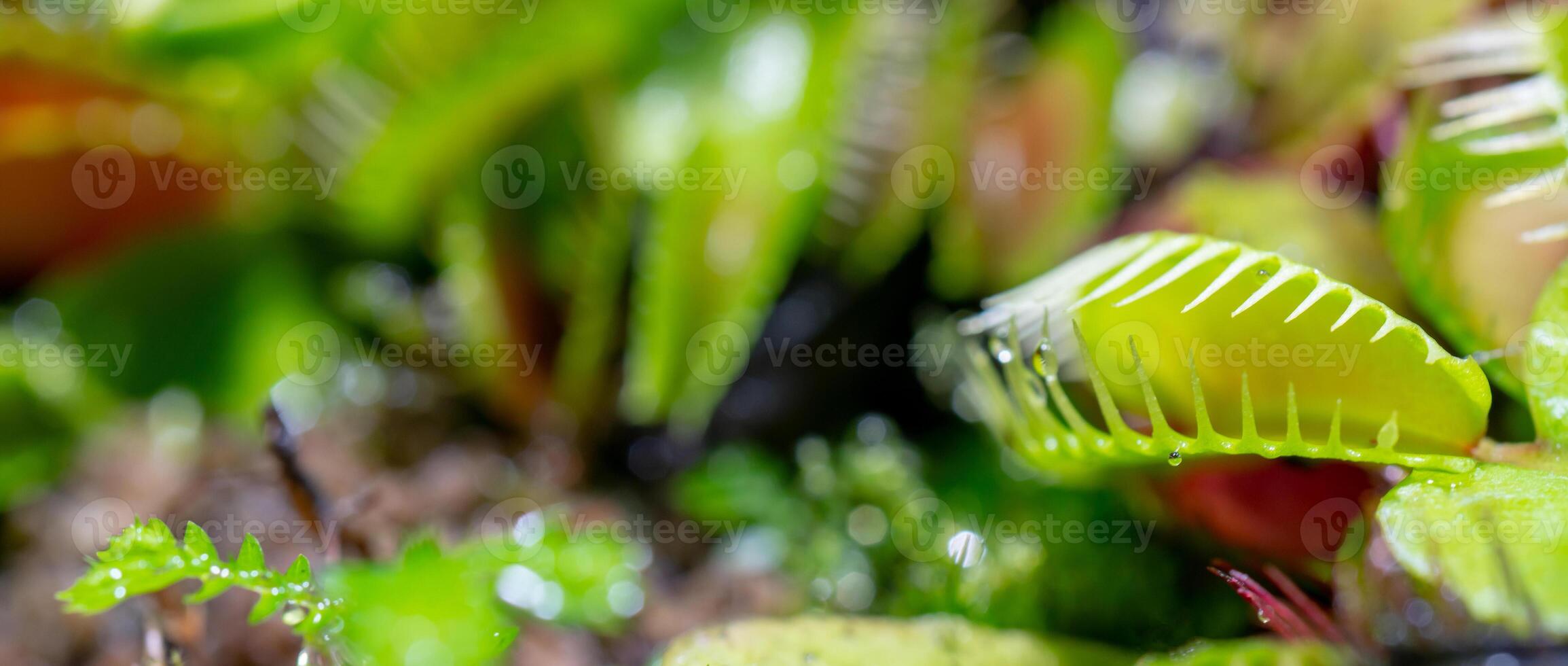 carnivorous predatory plant Venus flytrap - Dionaea muscipula. photo