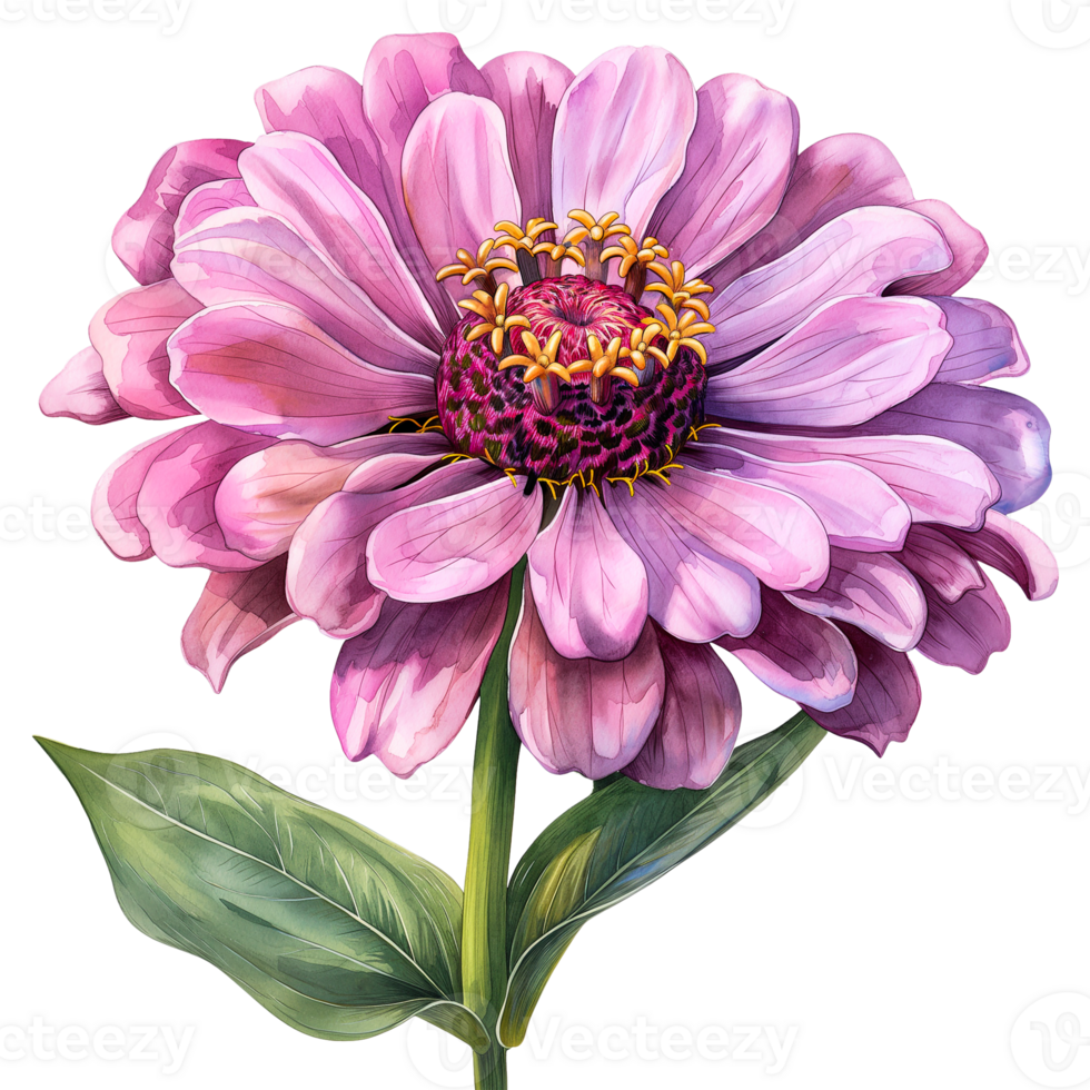 watercolor painting pink zinnia flower isolated on transparent background. png