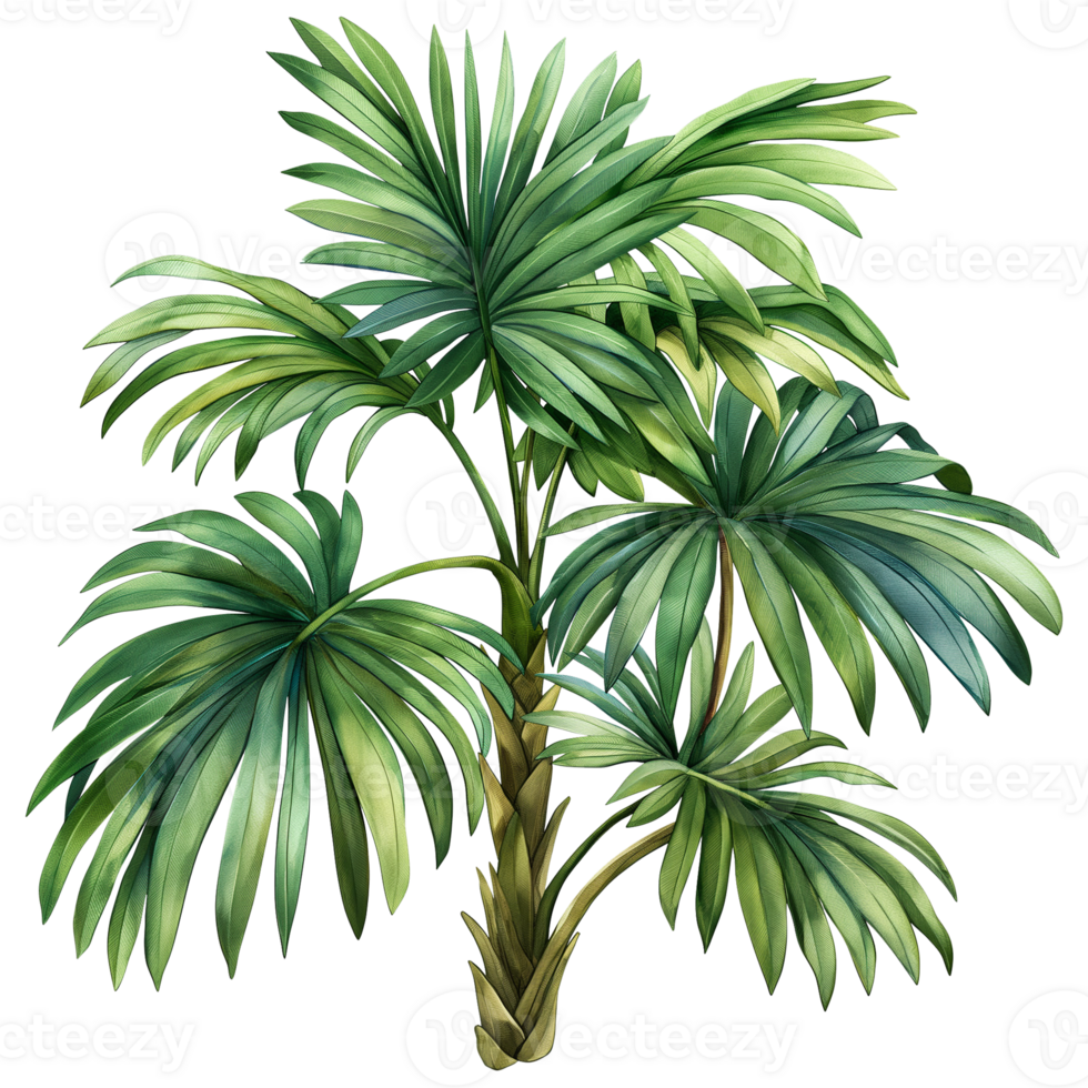 Tropical leaves palm tree in watercolor style isolated on transparent background. png