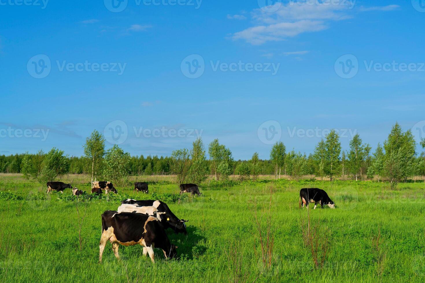Black cows graze on a green field on a summer day. photo