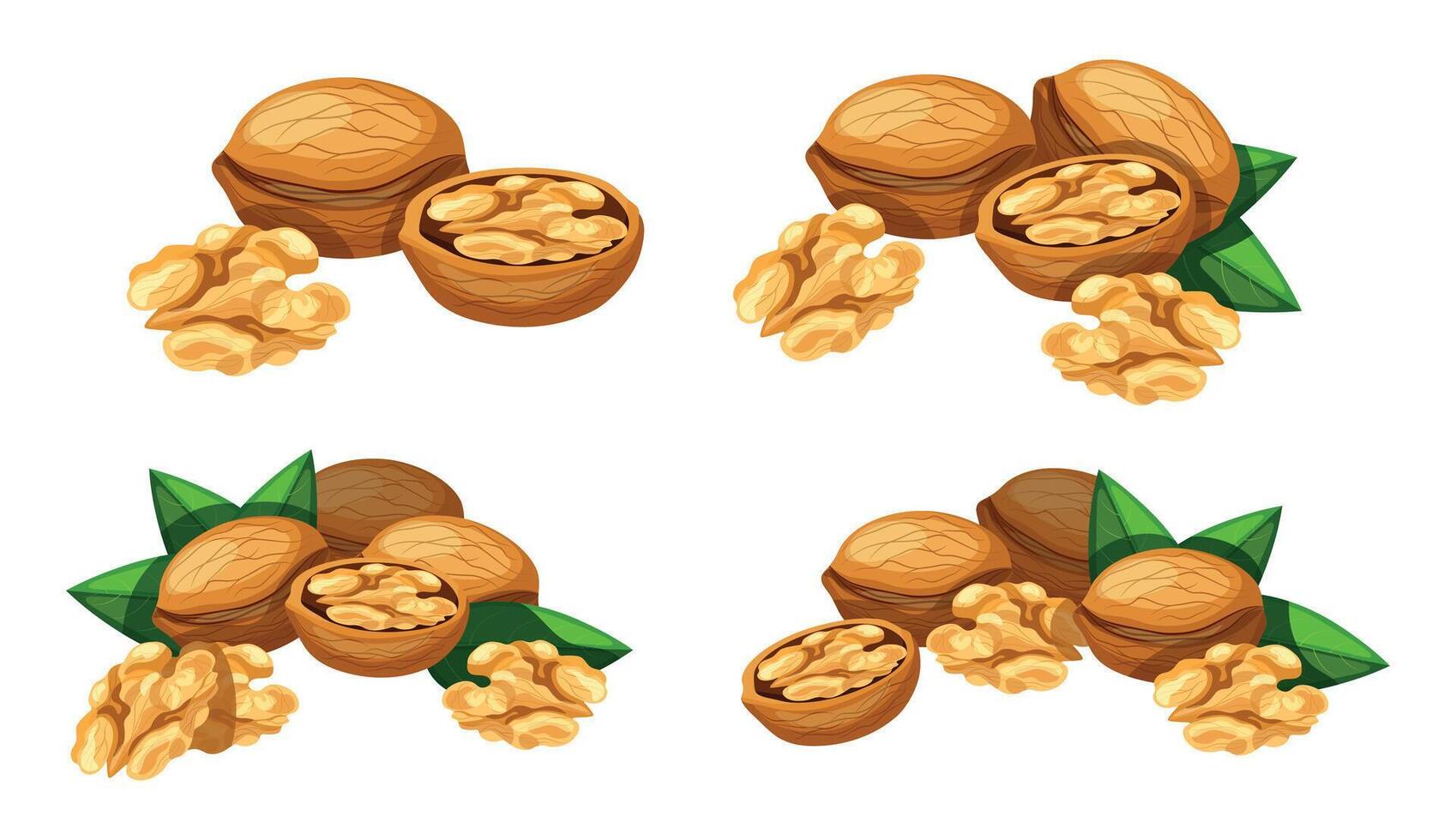 Set of delicious walnuts isolated on white background. Fresh whole, peeled and half tasty walnuts with green leaves in cartoon style. vector