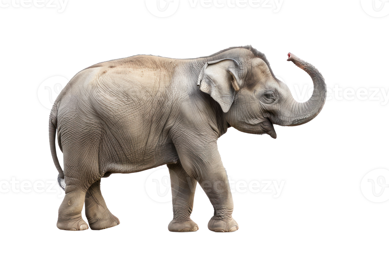 elephant standing on a transparent background png