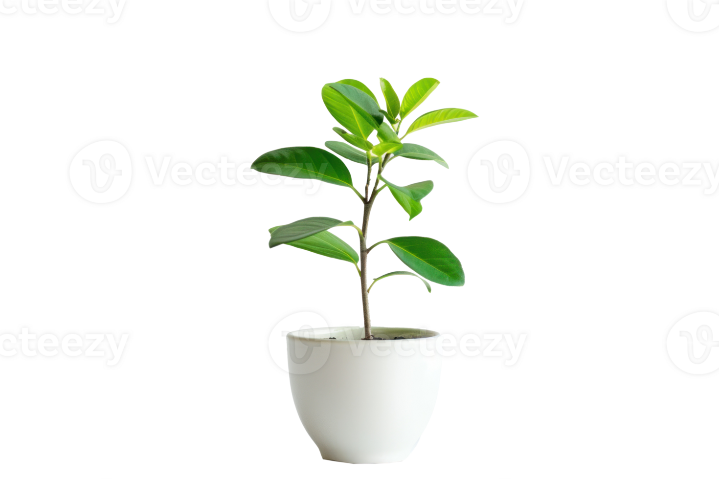 a potted plant on a transparent background png