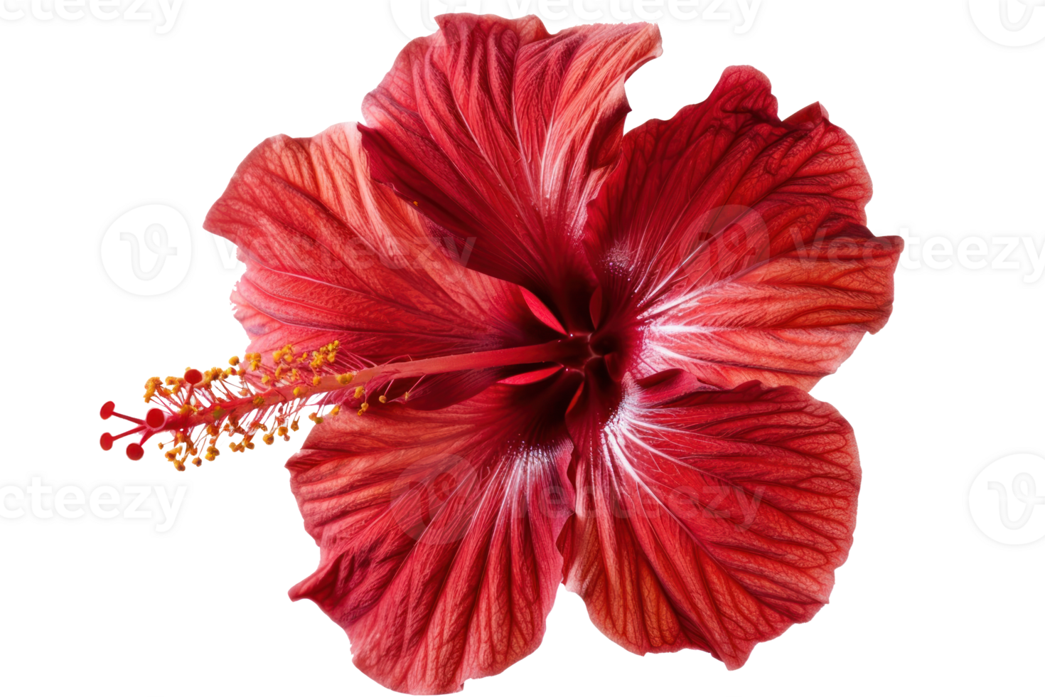 a red hibiscus flower on a transparent background png