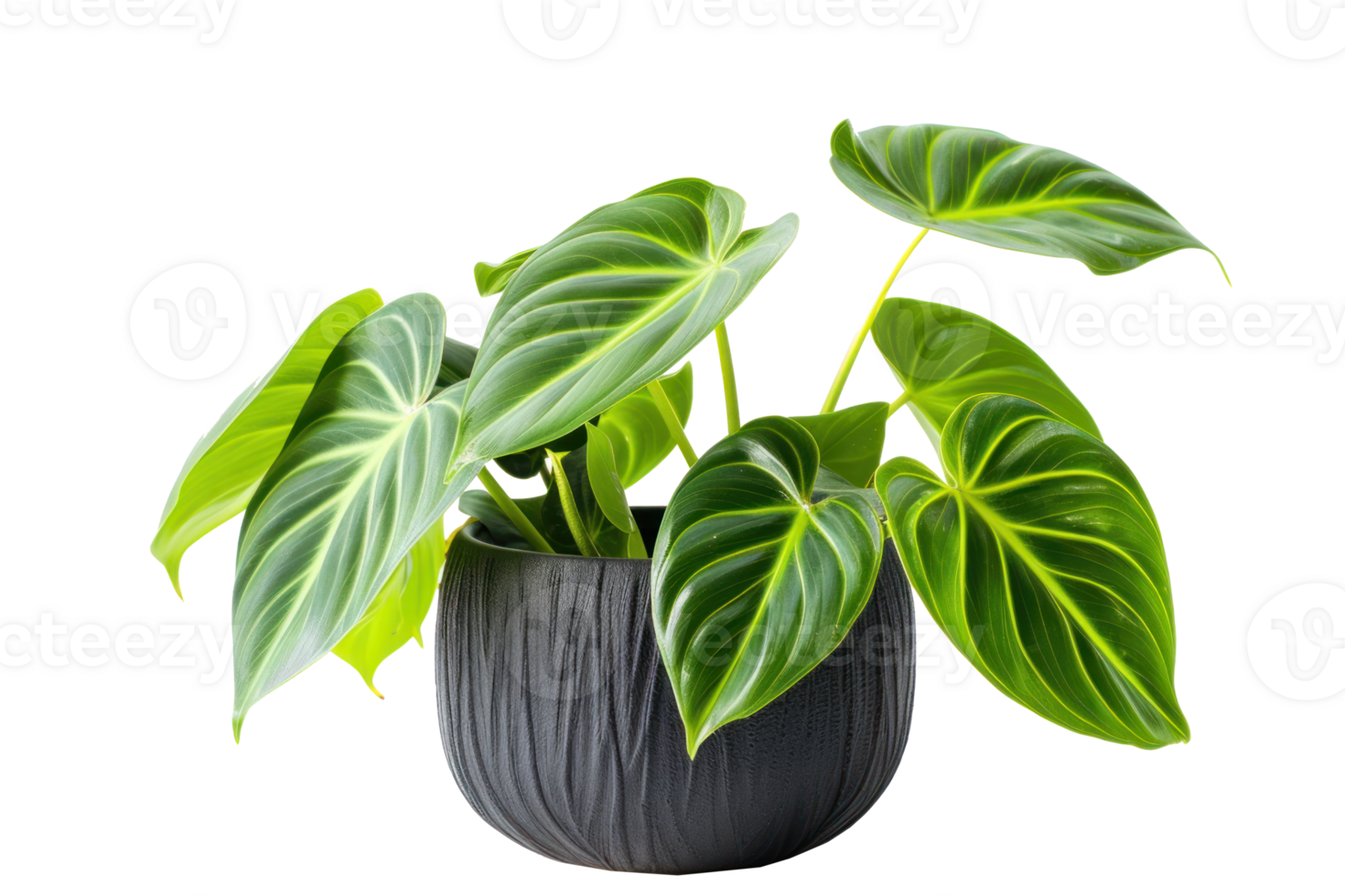 a plant in a black pot on a transparent background png