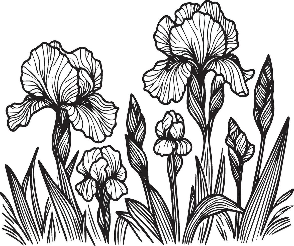 iris flower drawing, easy iris flower drawing, painting iris coloring drawing drawing, iris flower coloring pages, iris floral of diagram, hand drawing iris flower coloring pages vector